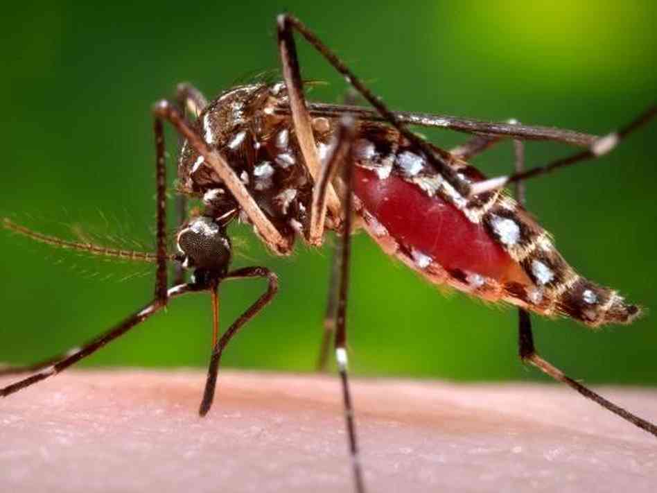 Dengue, zika e chikungunya provocaram 794 mortes em 2016, segundo boletim